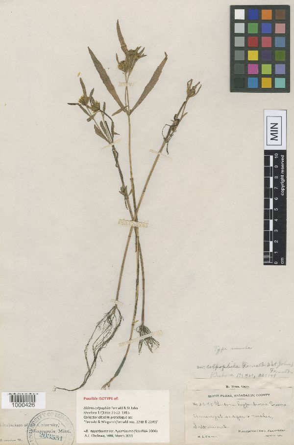 Bidens hyperborea image