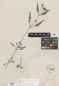 Bidens connata image
