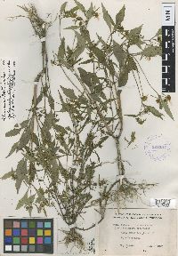 Bidens connata image