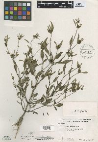 Bidens connata image