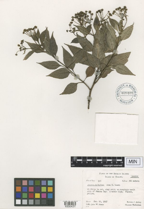 Bidens deltoidea image
