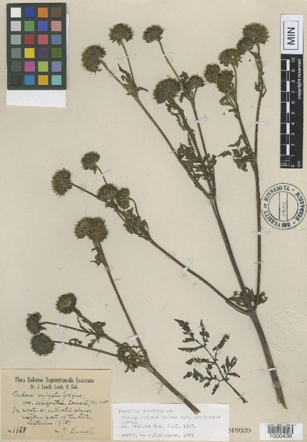 Bidens vulgata image
