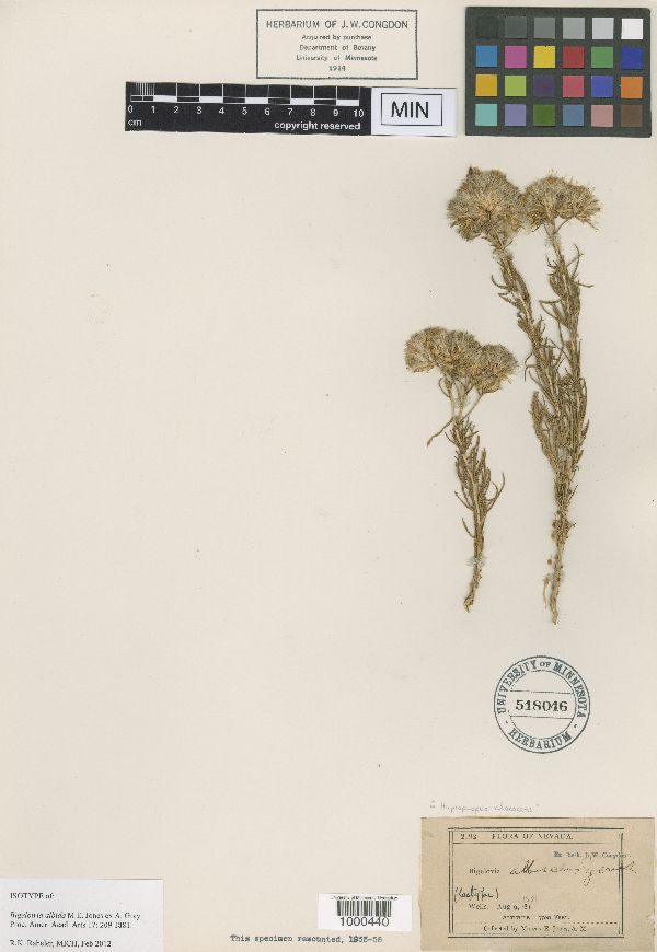 Ericameria albida image