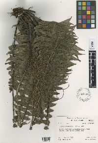 Media resource of Blechnum raiateense