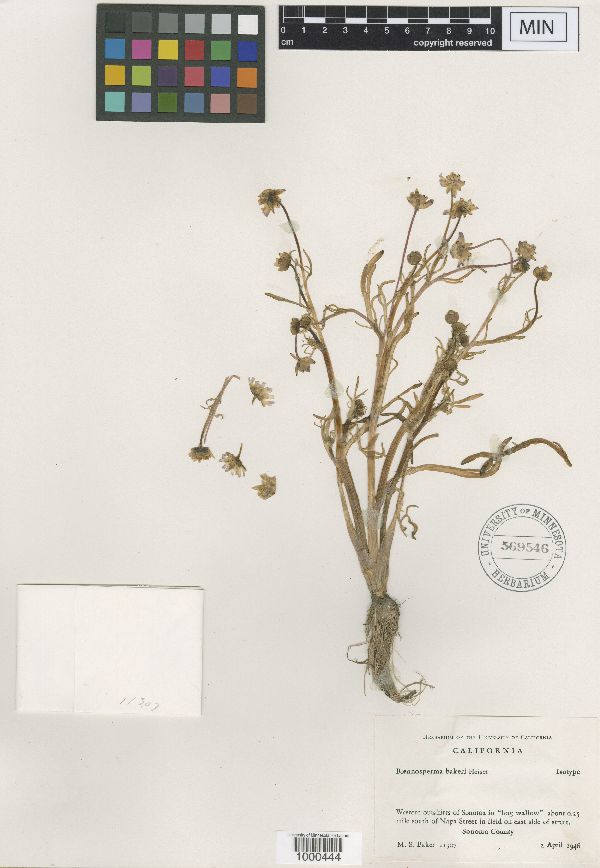 Blennosperma bakeri image