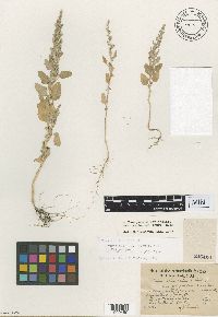Chenopodium berlandieri image