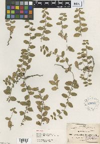 Image of Evolvulus rotundifolius