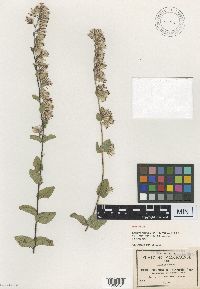 Media resource of Brickellia betonicifolia