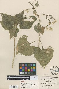 Media resource of Brickellia cardiophylla