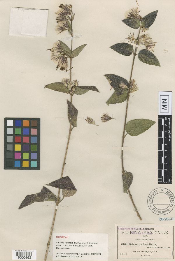 Brickellia nutanticeps image