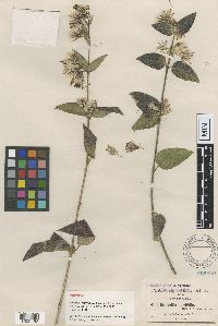 Media resource of Brickellia nutanticeps