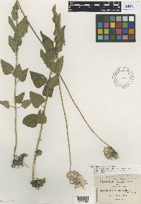 Media resource of Brickellia monocephala