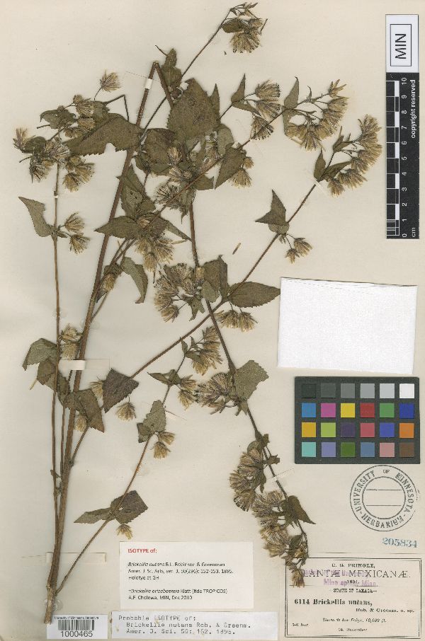 Brickellia orizabaensis image