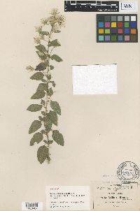 Media resource of Brickellia secundiflora