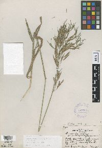 Bromus inermis image