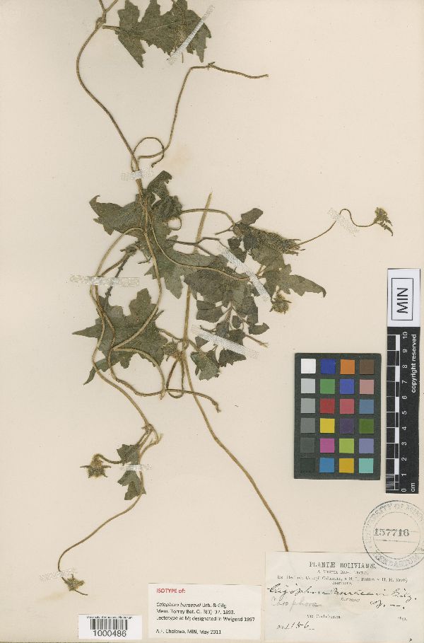 Caiophora buraeavii image