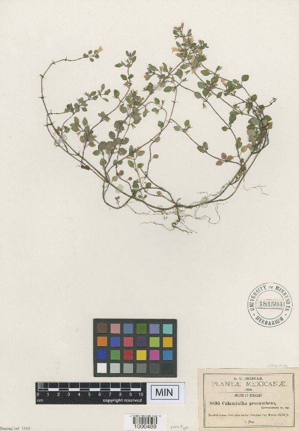 Clinopodium procumbens image