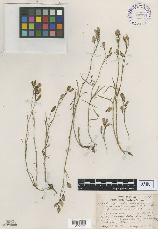 Campanula rotundifolia image