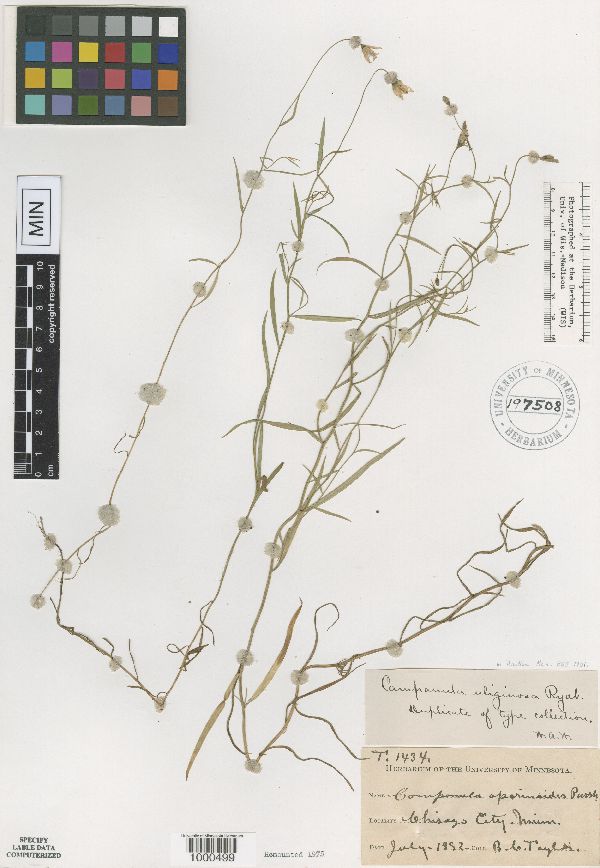 Campanula aparinoides image