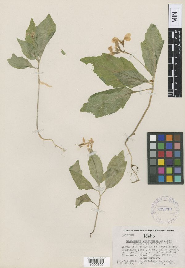 Cardamine constancei image