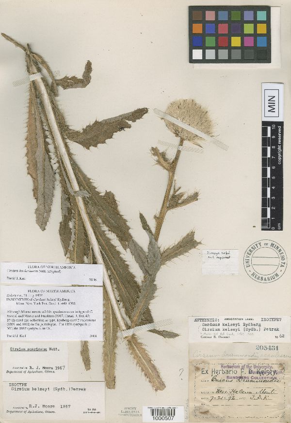Cirsium hookerianum image