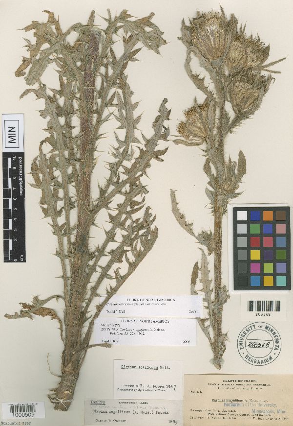 Cirsium scariosum var. scariosum image