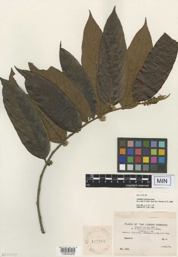 Casearia rusbyana image