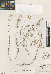 Image of Castilleja aurea