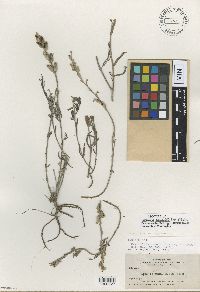 Image of Castilleja bennittii