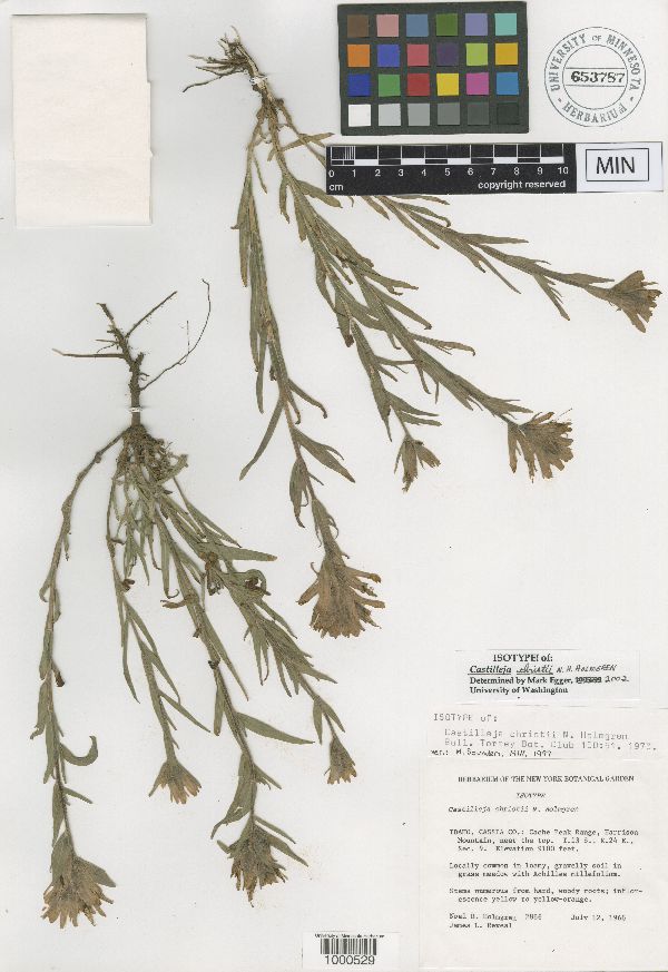 Castilleja christii image