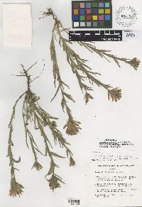 Image of Castilleja christii