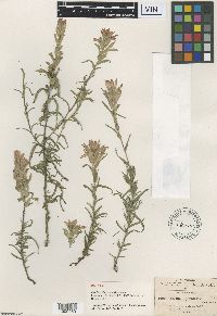Image of Castilleja lithospermoides