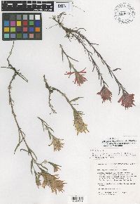 Image of Castilleja kaibabensis