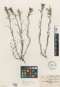 Image of Castilleja macrostigma