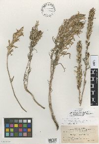 Image of Castilleja covilleana