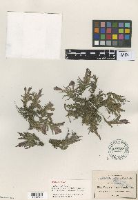 Image of Castilleja moranensis