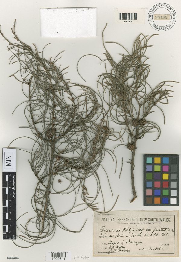 Casuarina distyla var. prostrata image