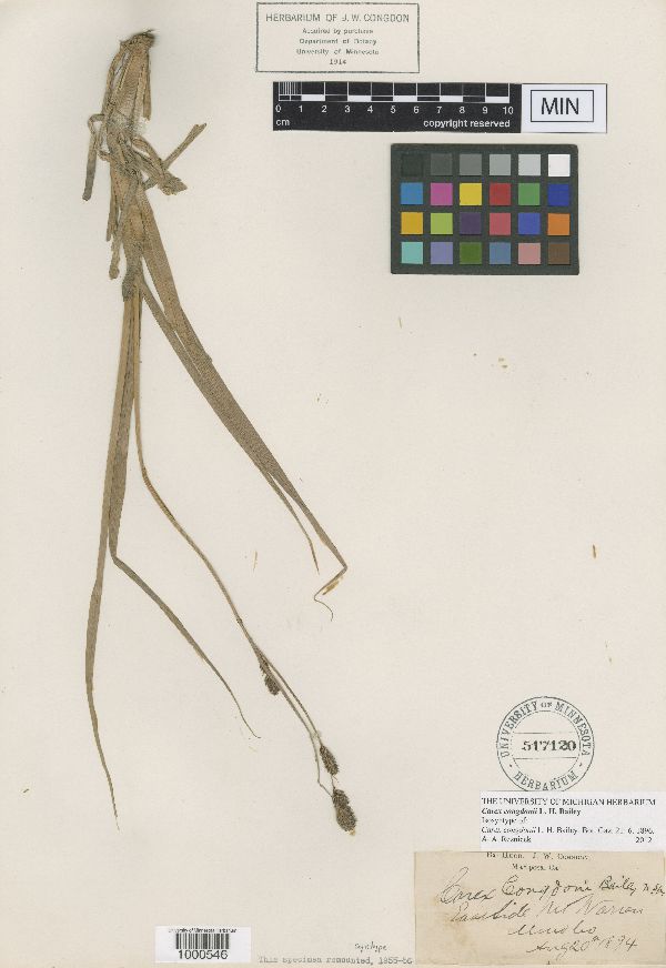 Carex congdonii image