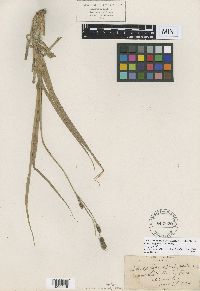 Image of Carex congdonii