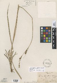 Carex congdonii image