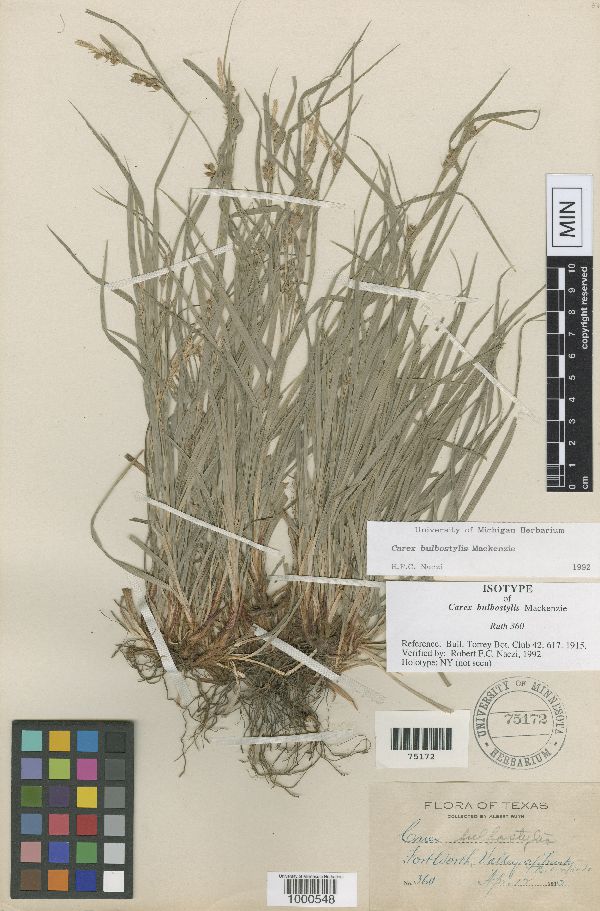 Carex bulbostylis image