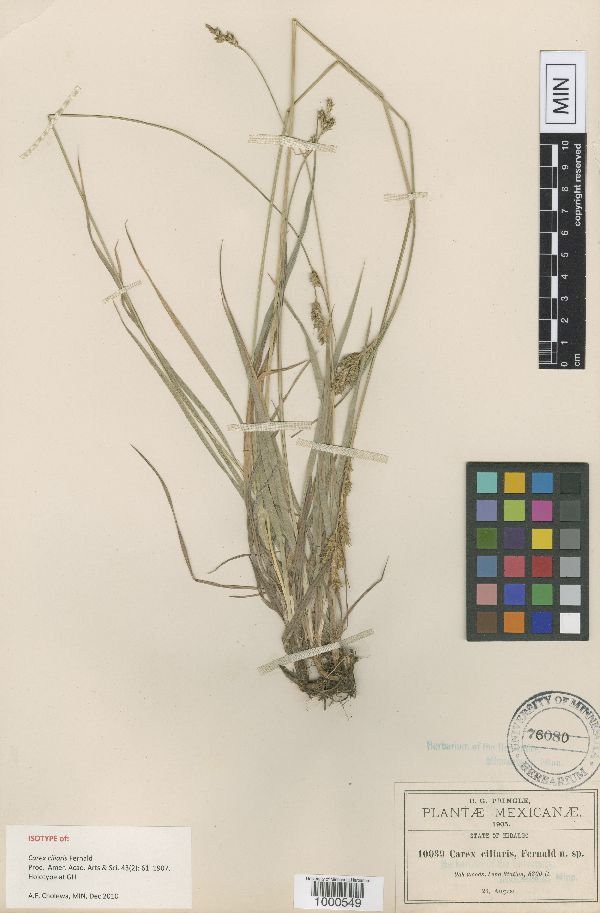 Carex ciliaris image