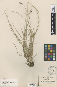 Image of Carex ciliaris