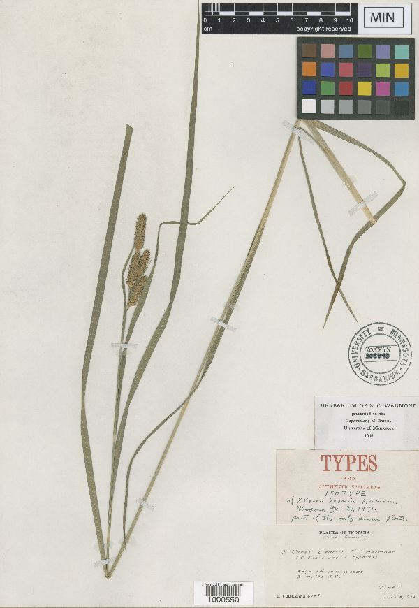 Carex x deamii image