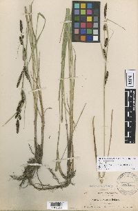 Image of Carex angustata