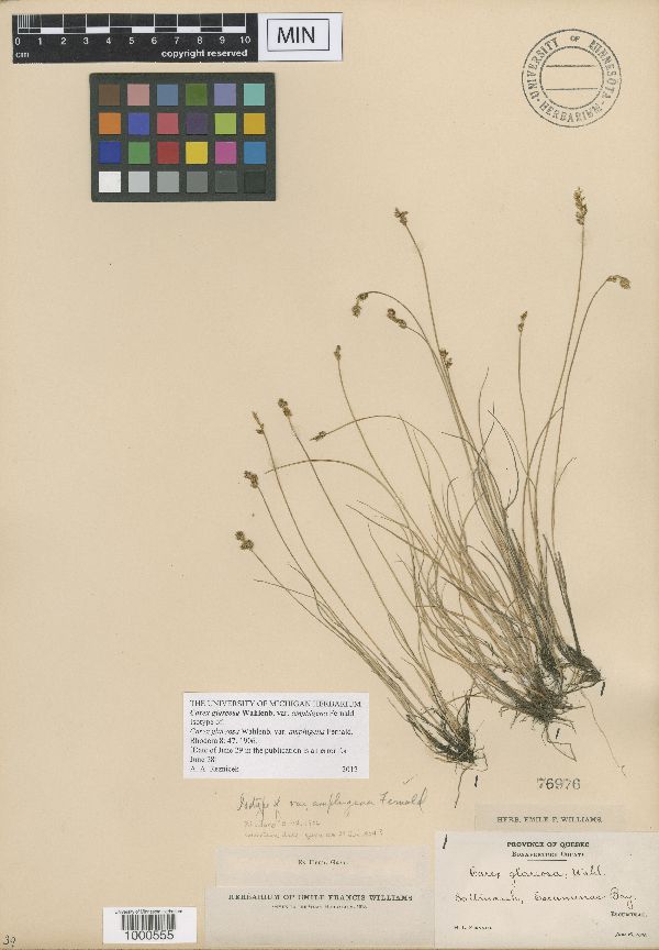 Carex glareosa var. glareosa image