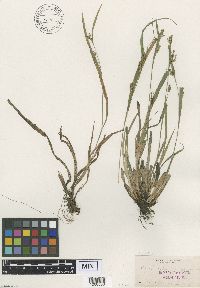 Thumbnail image of current specimen