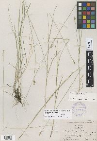 Thumbnail image of current specimen