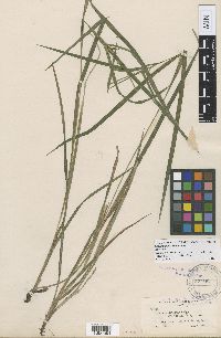 Thumbnail image of current specimen