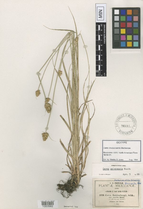 Carex xalapensis image